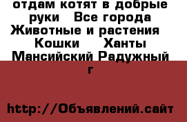 отдам котят в добрые руки - Все города Животные и растения » Кошки   . Ханты-Мансийский,Радужный г.